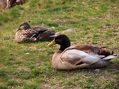 [Both ducks are resting on the grass. The male in the foreground has an all-brown head with a yellow beak. His body is shades of brown and white. The female sitting a foot or two away is the traditional mallard colors.]